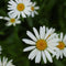 Chamomile flowers in bloom