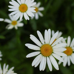 Chamomile flowers in bloom